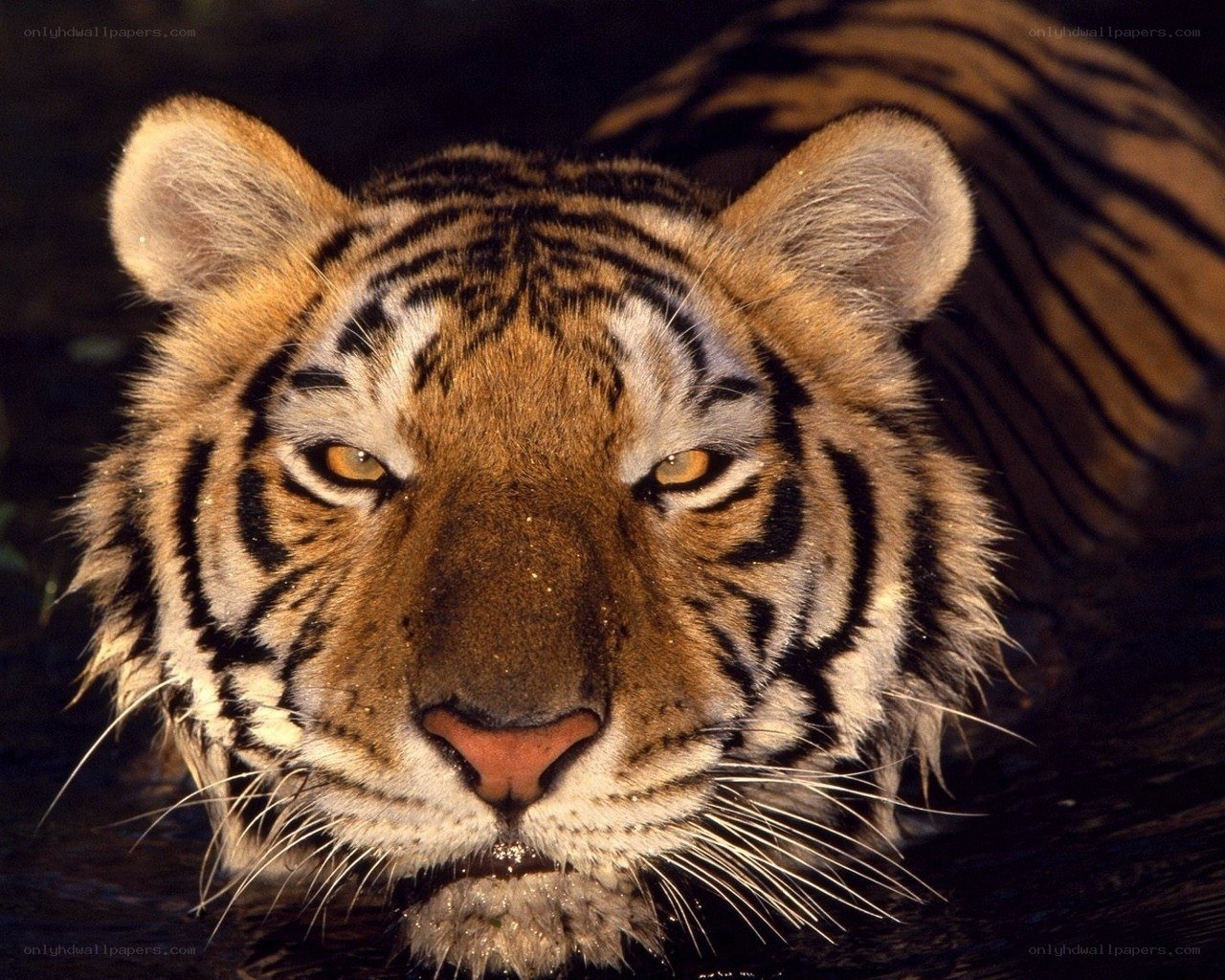 tiger in the water