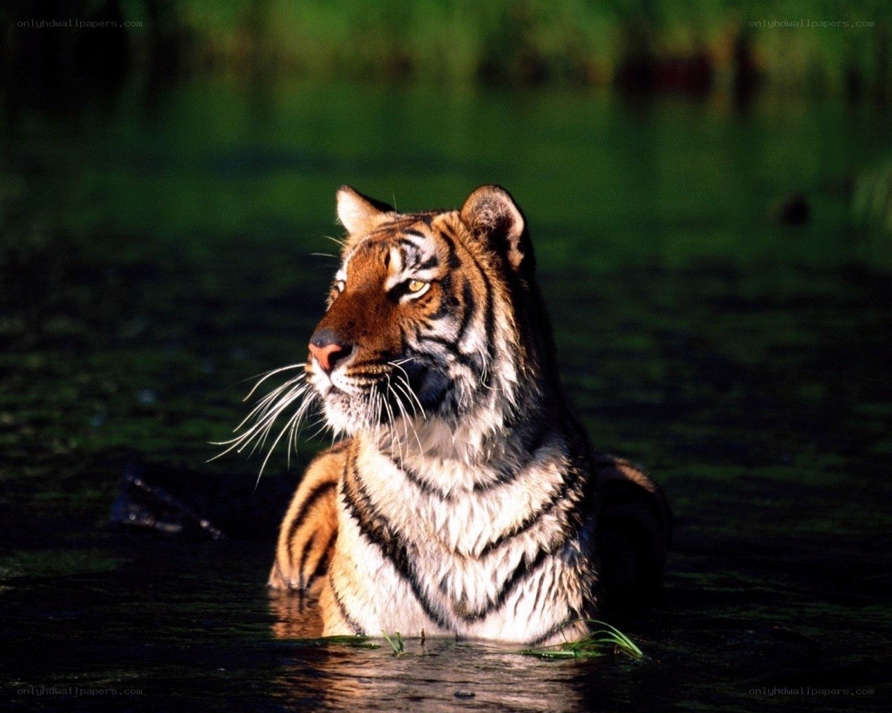 Tiger in the water