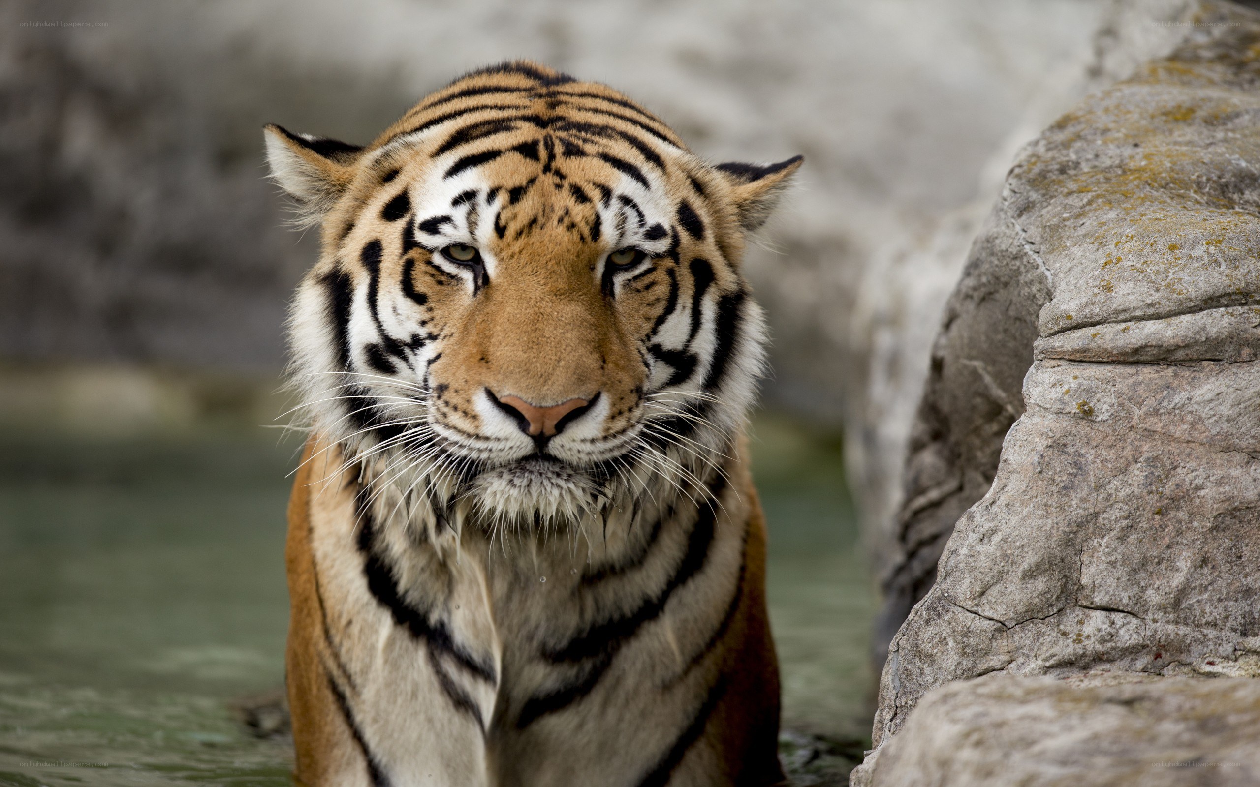 tiger in the water