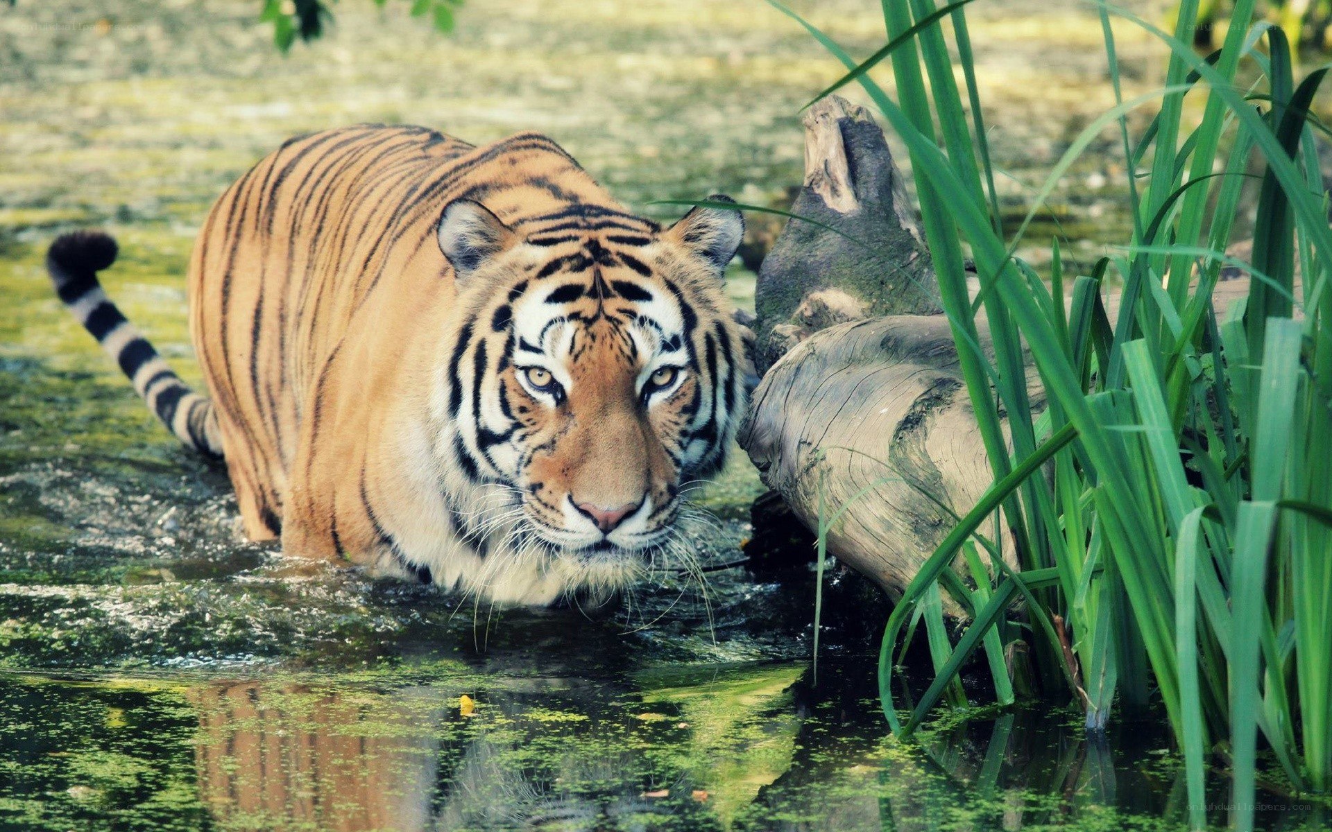 Tiger in the water