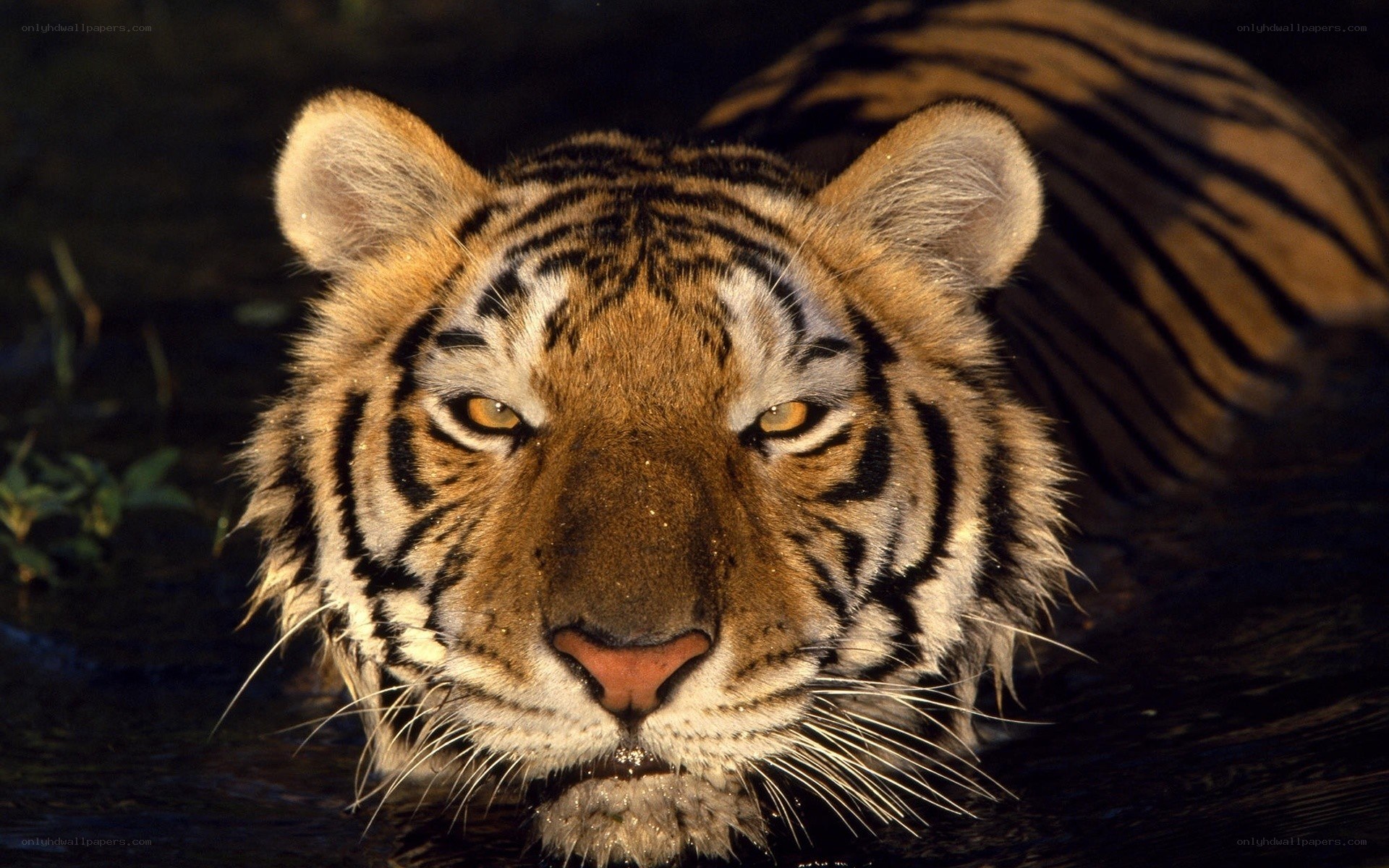 tiger in the water
