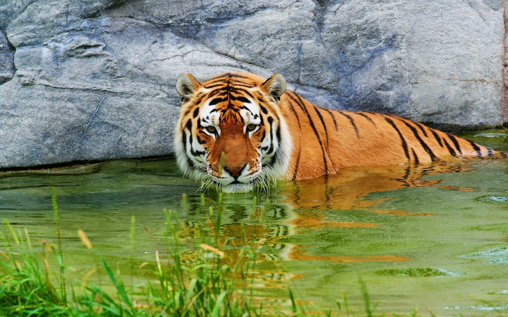 tiger in the water