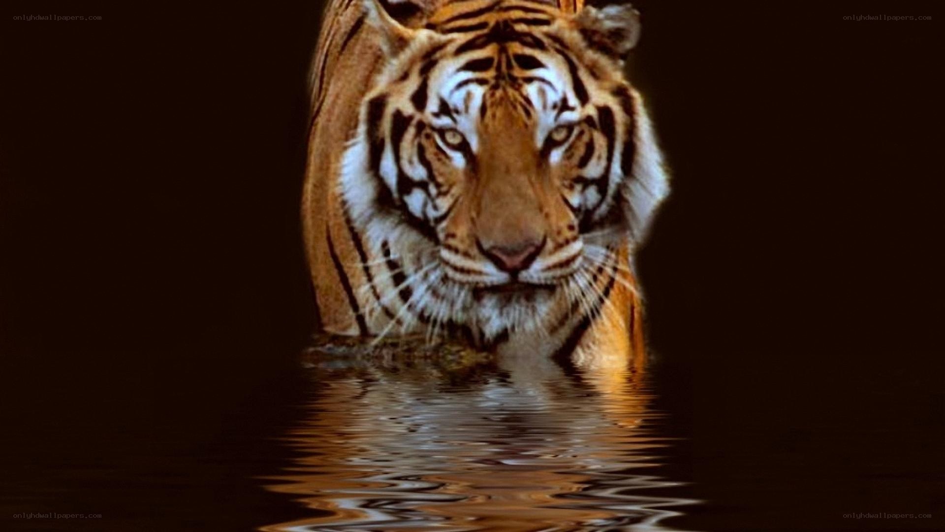 tiger in the water