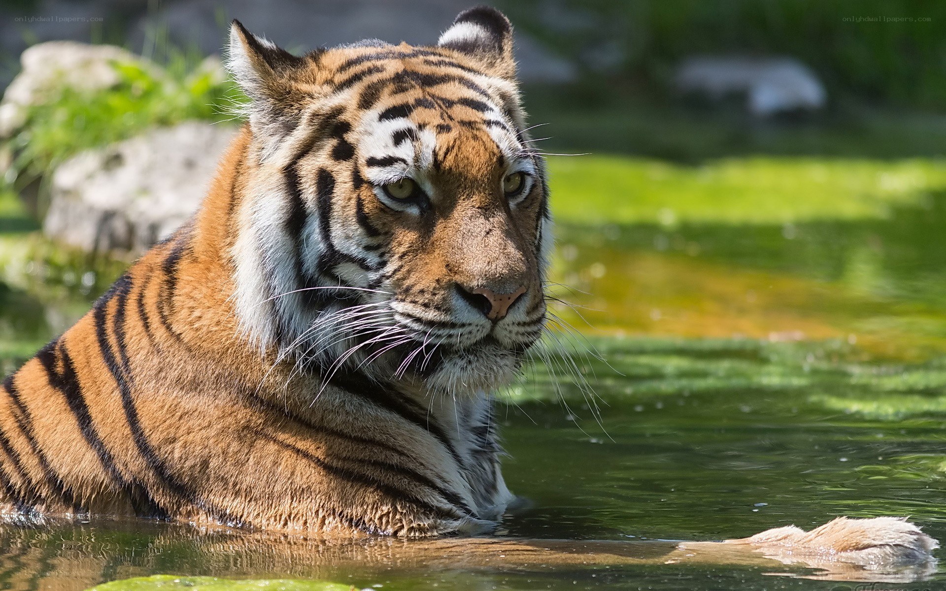 tiger in the water
