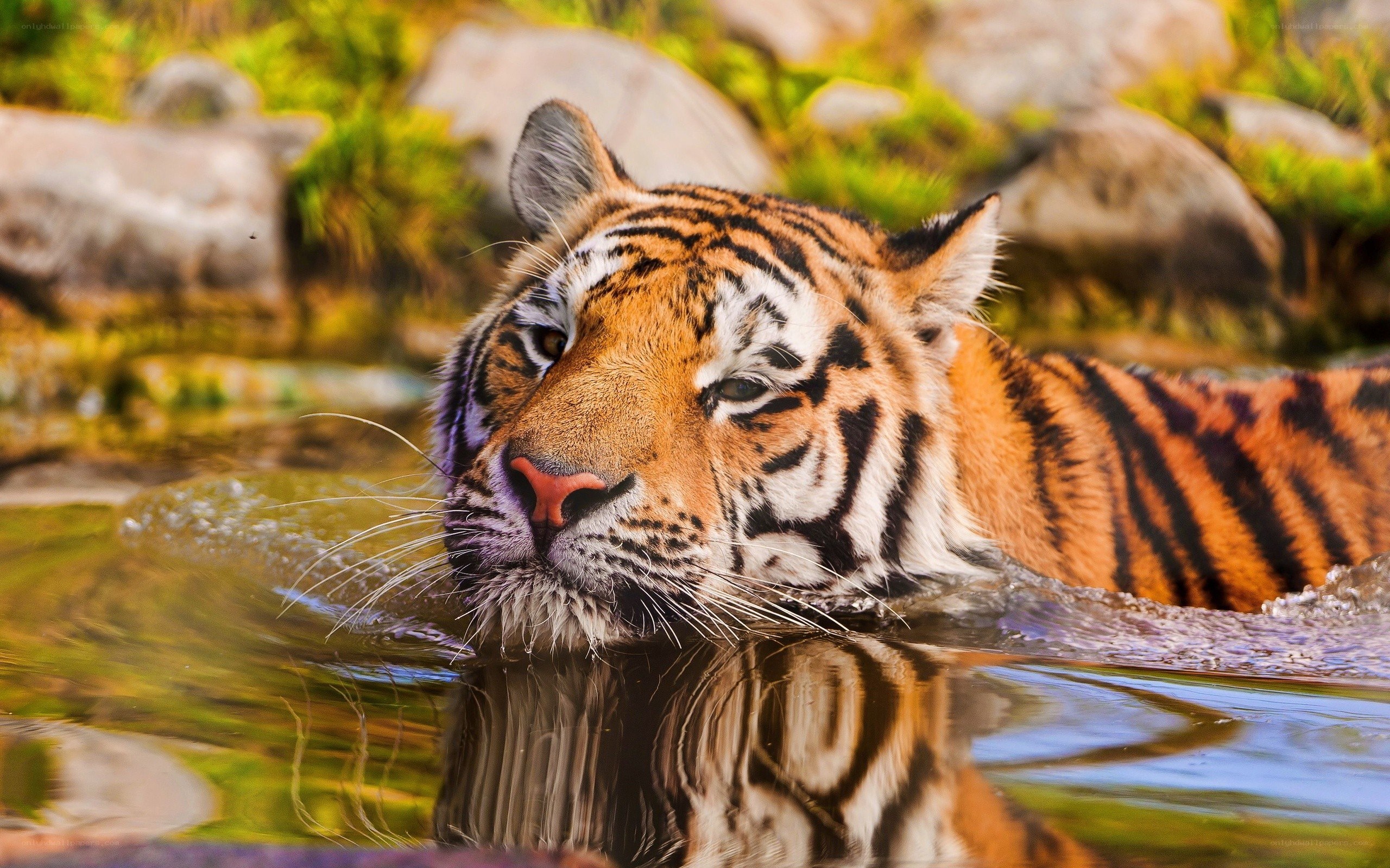 tiger in the water