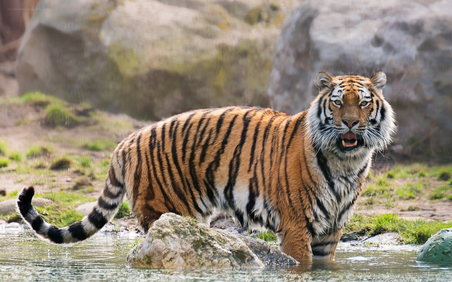 tiger in the water