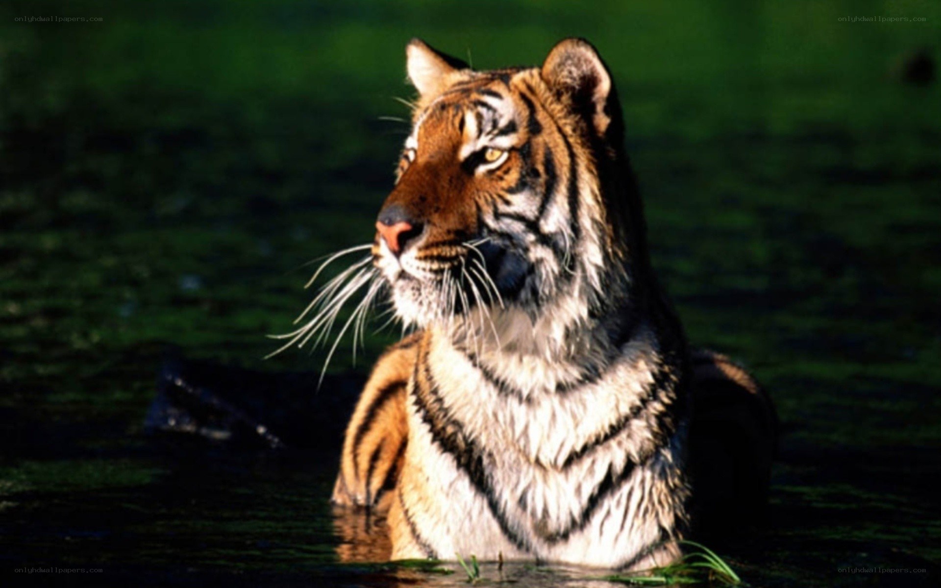 tiger in the water
