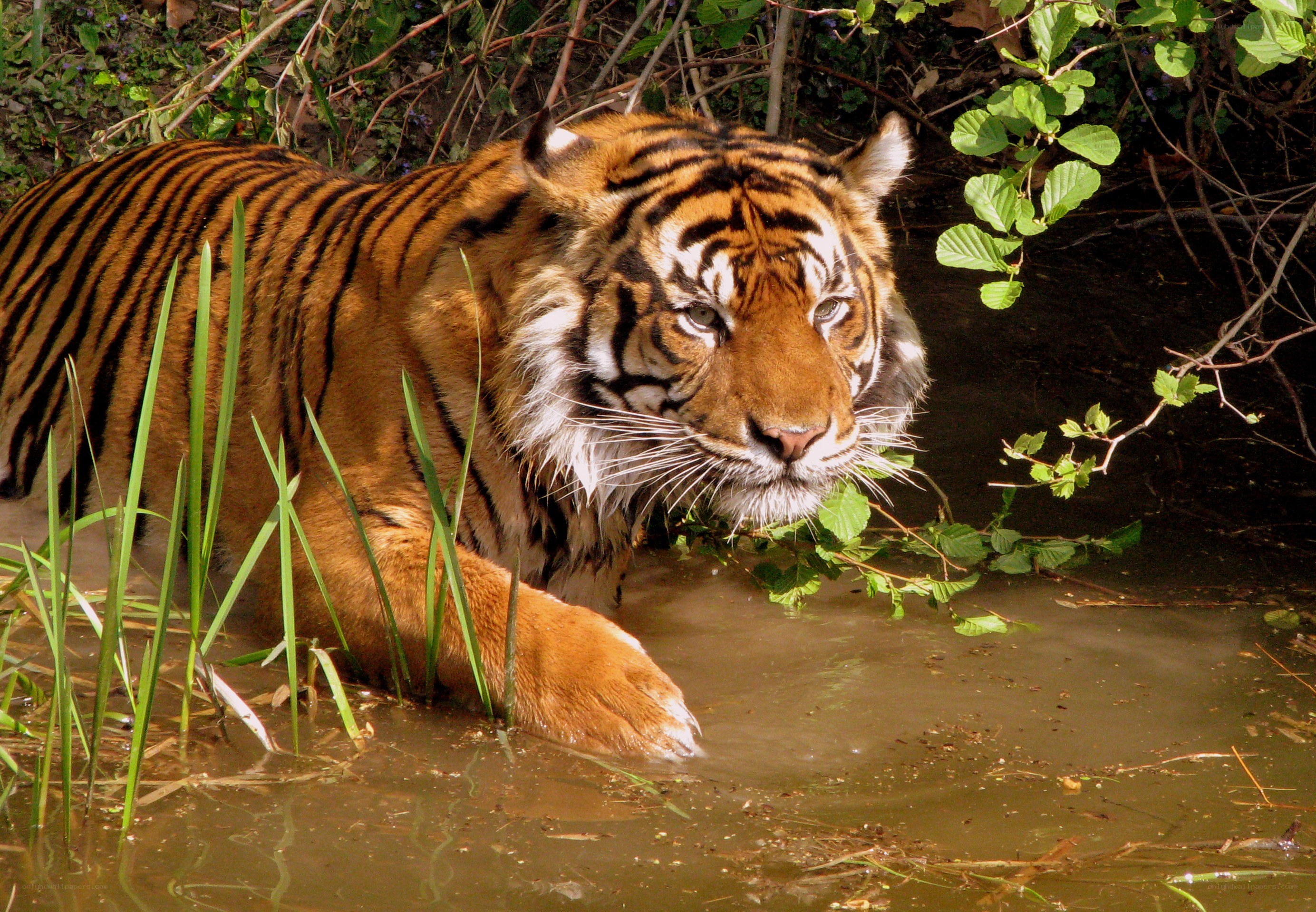 Tiger in the water