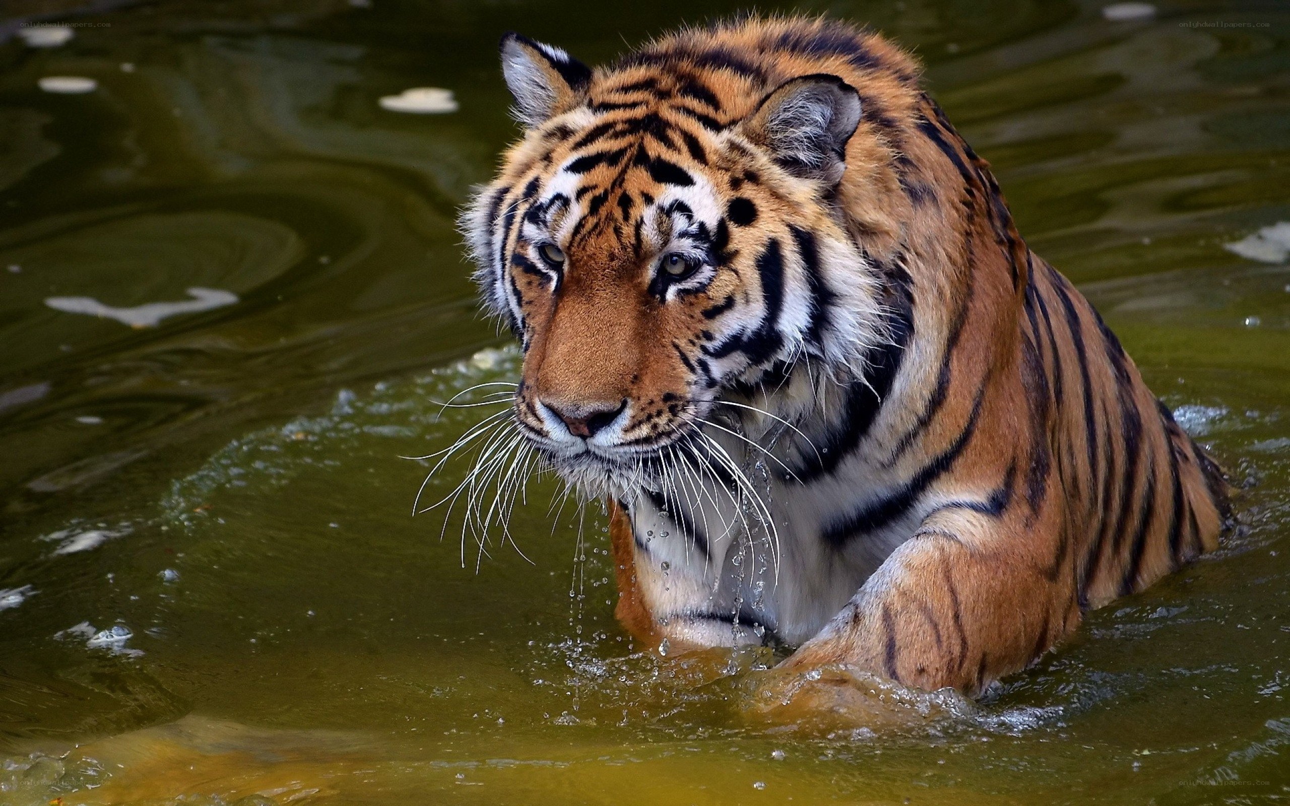 tiger in the water