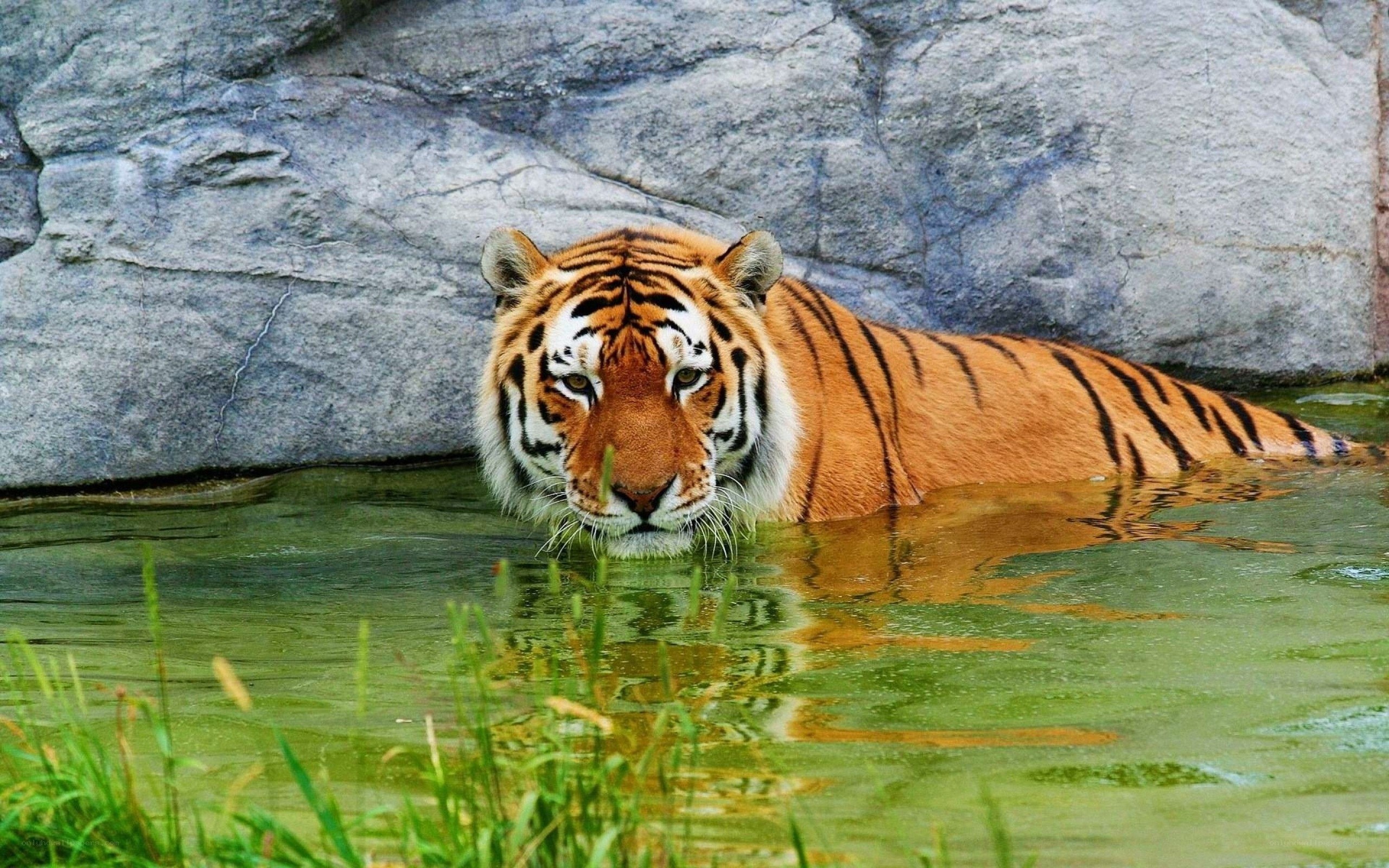 tiger in the water