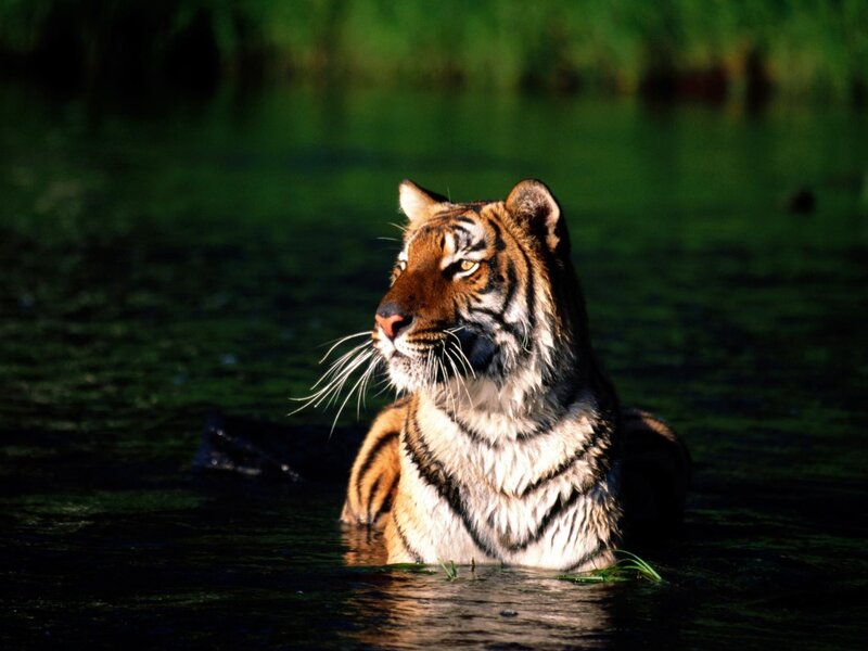 tiger in the water