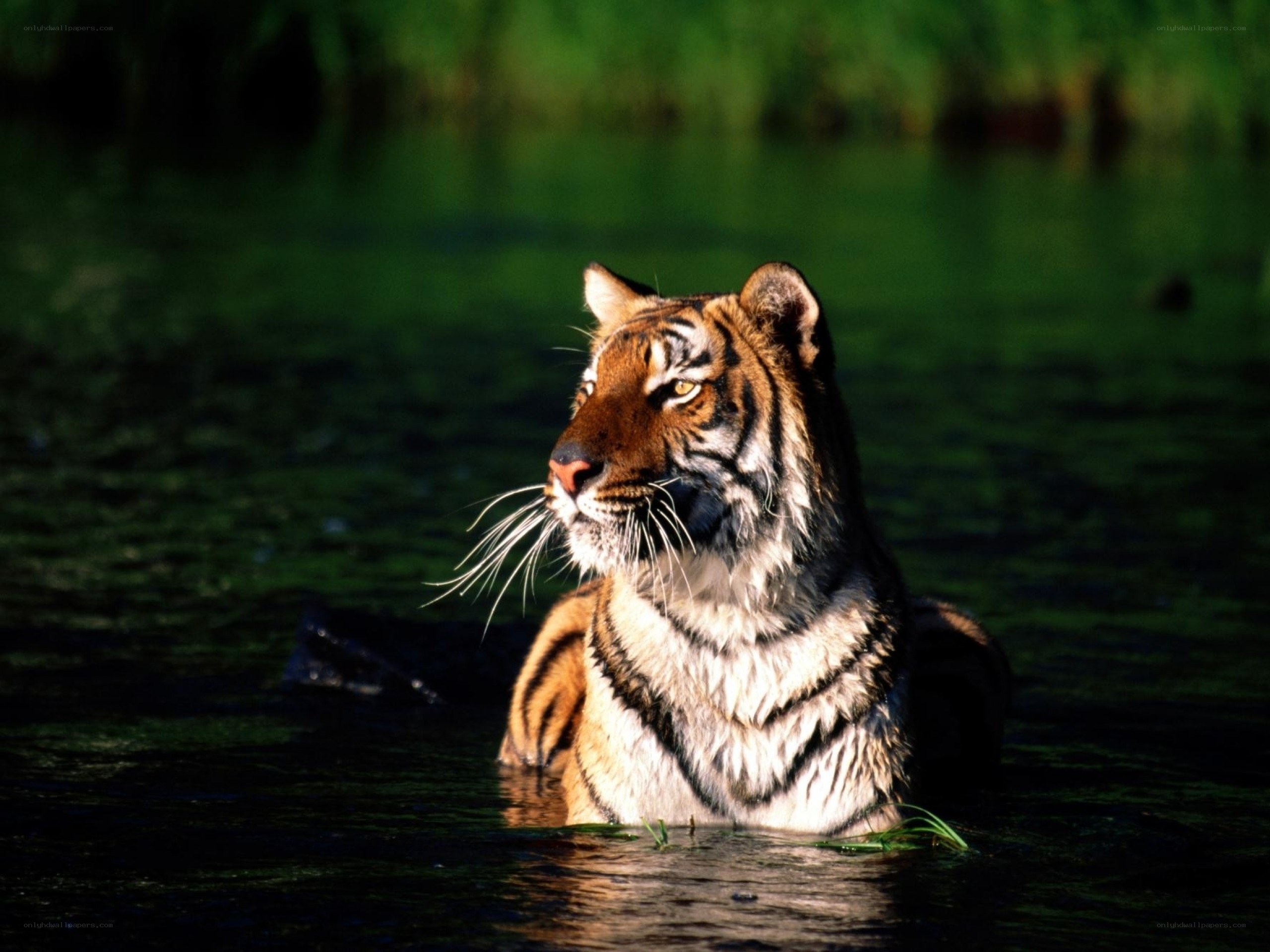 tiger in the water