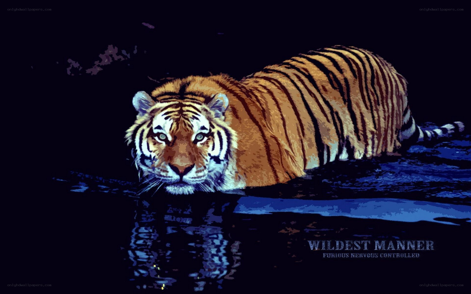 tiger in the water
