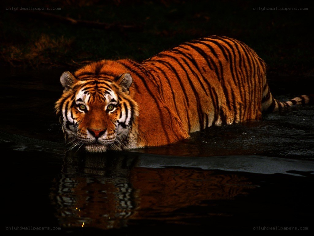 Tiger in the water