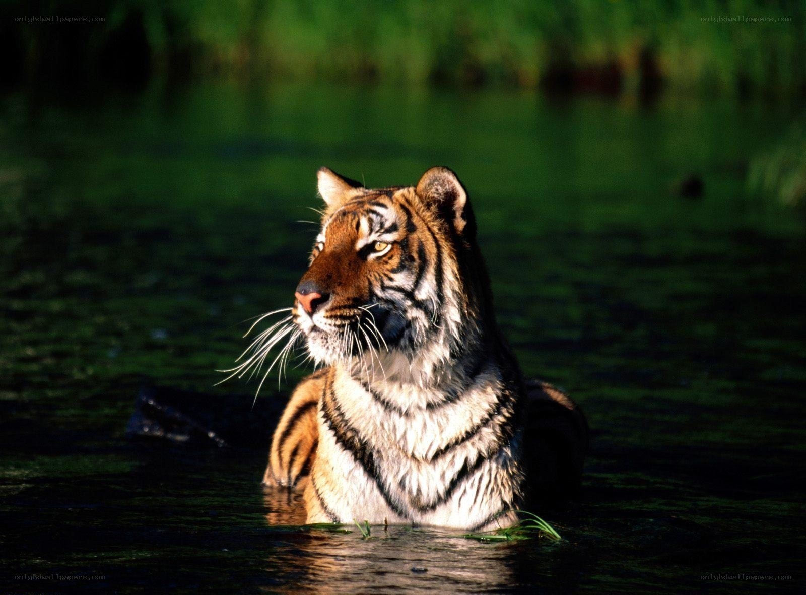 Tiger in the water
