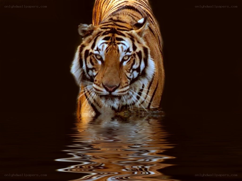 tiger in the water