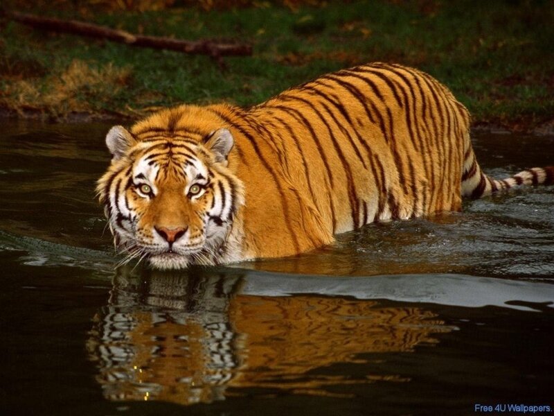 tiger in the water