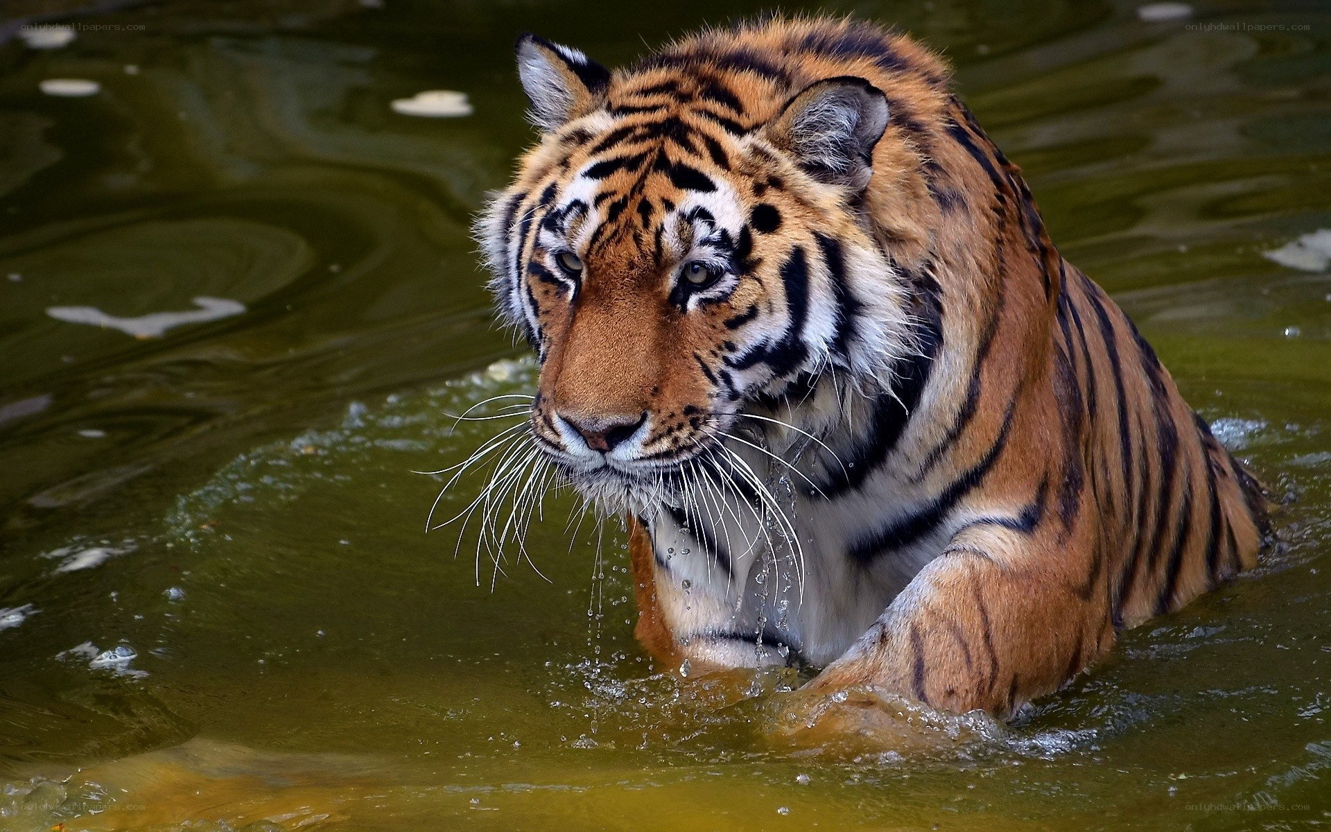 tiger in the water