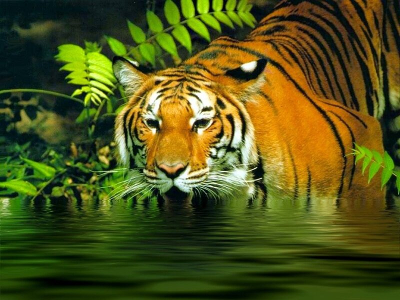 Tiger in the water