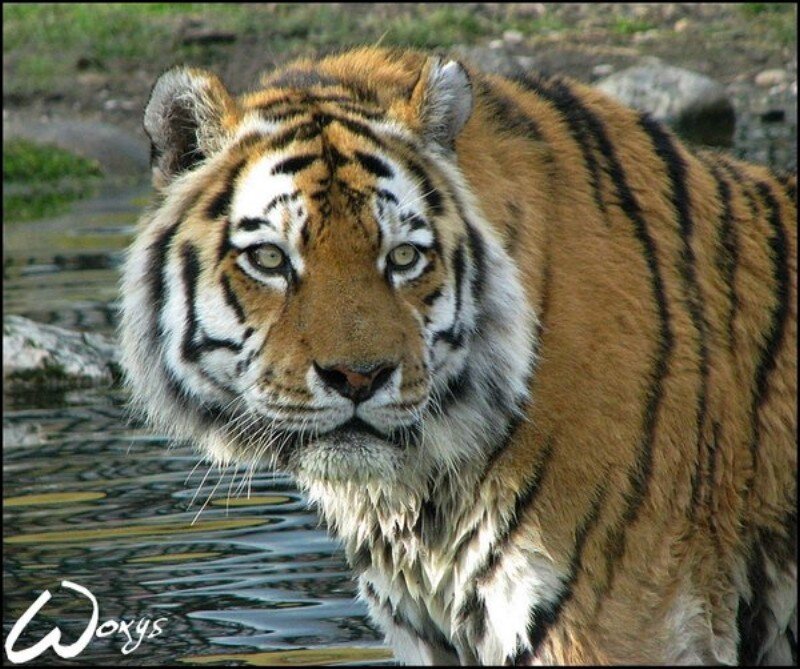 Tiger in the water