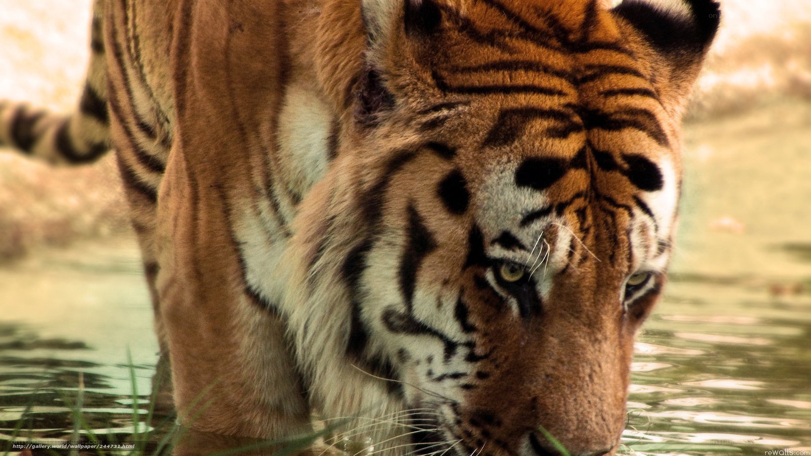 tiger in the water