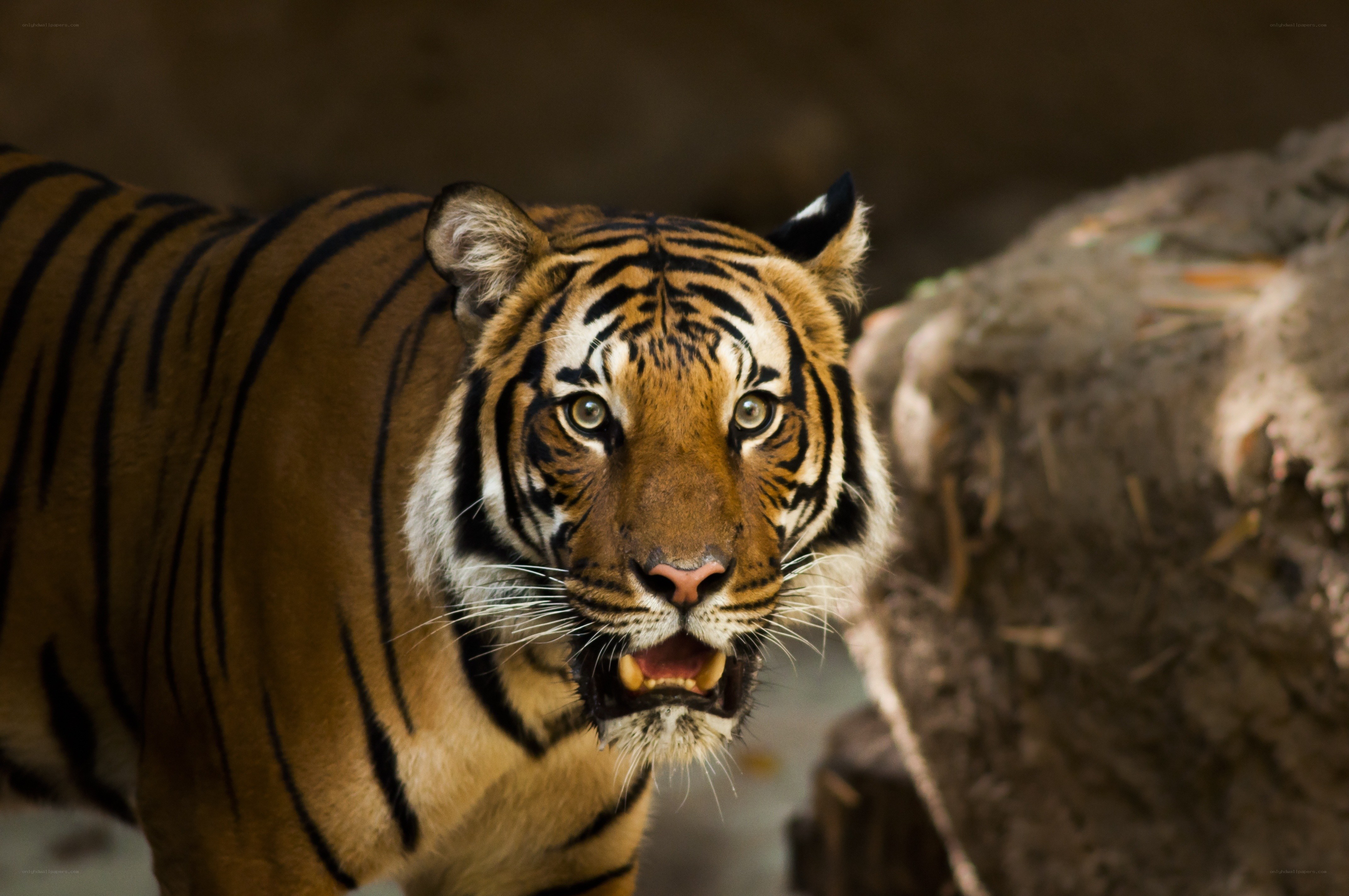 tiger in the wild
