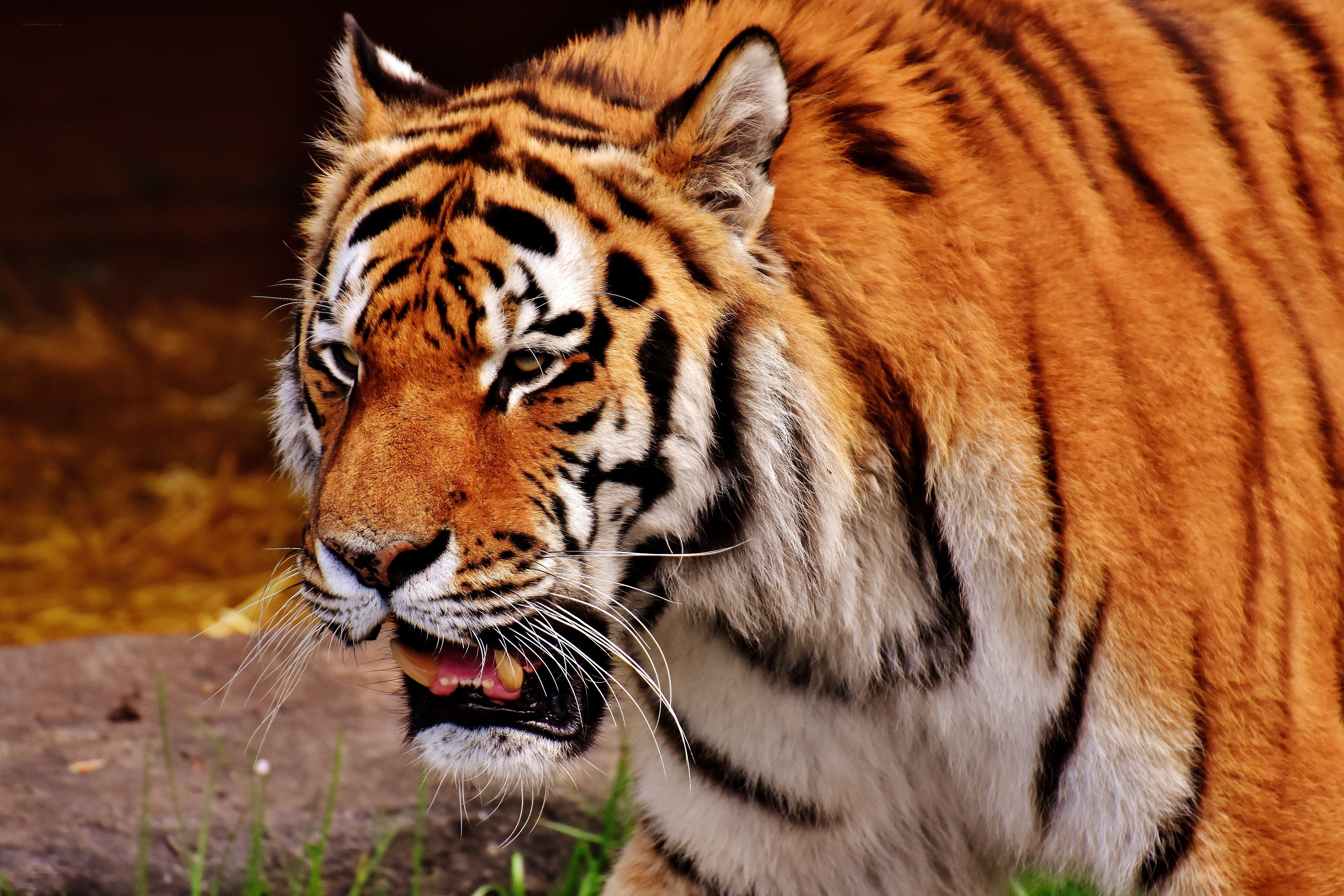 tiger in the wild