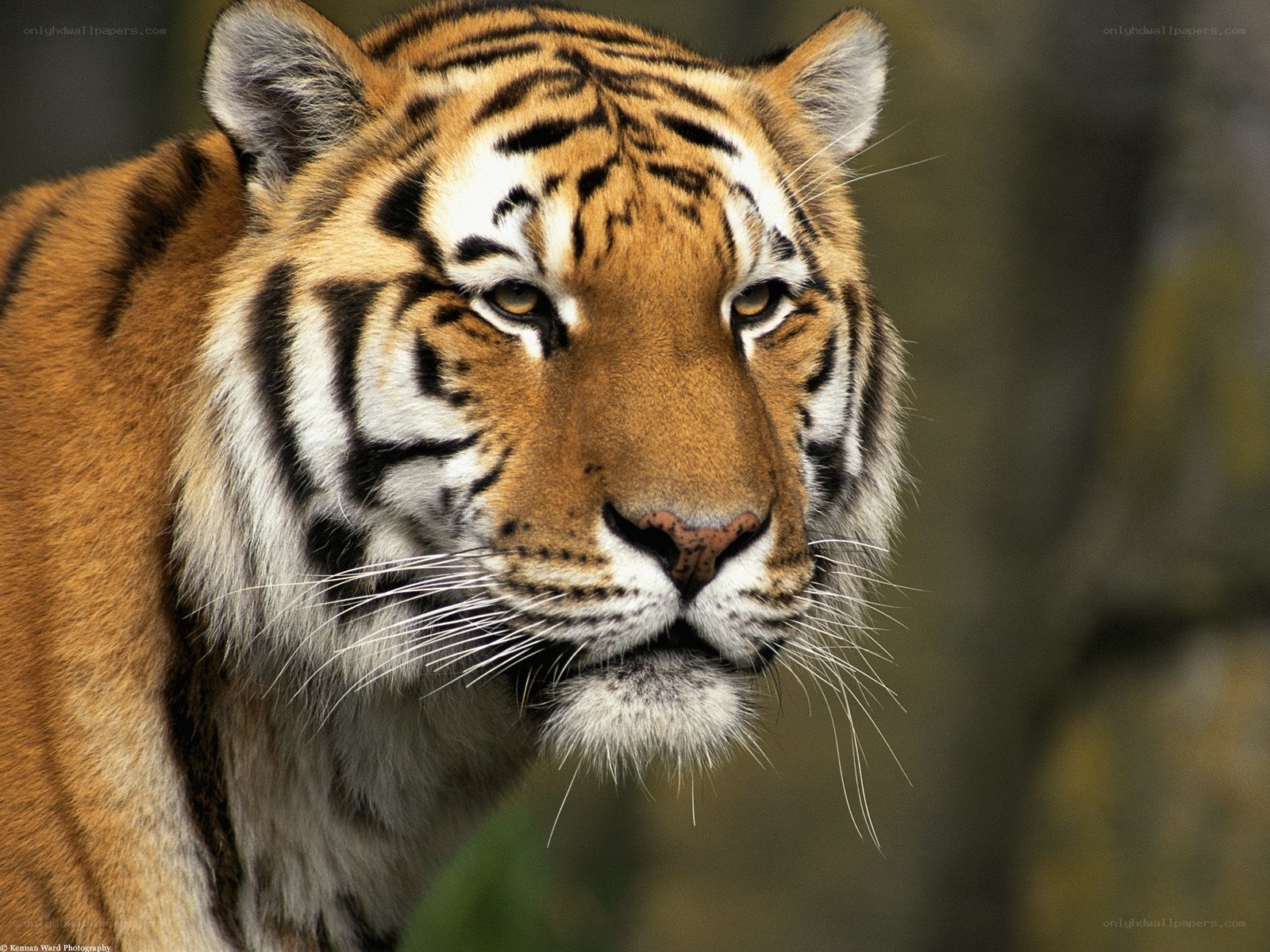 tiger in the wild
