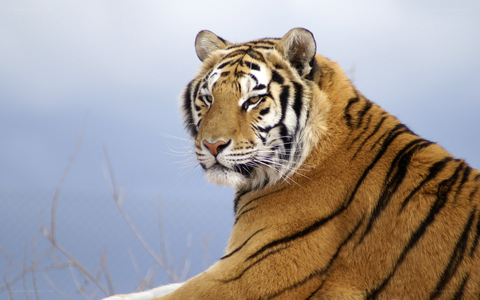 Tiger in the wild
