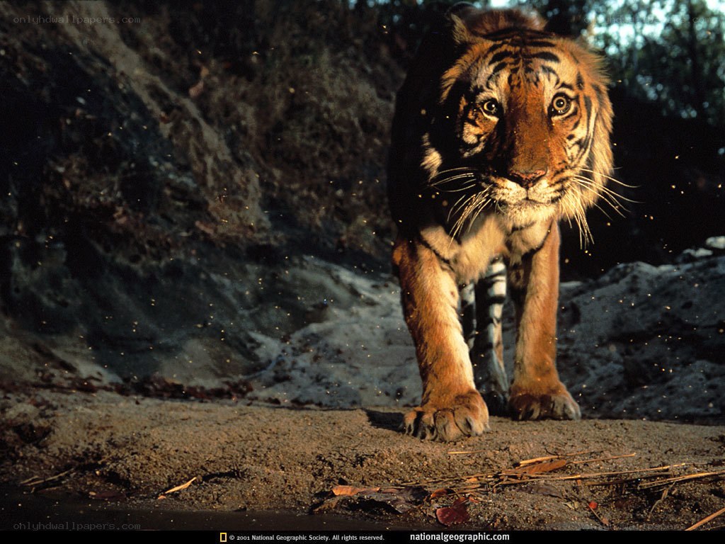 Tiger in the wild