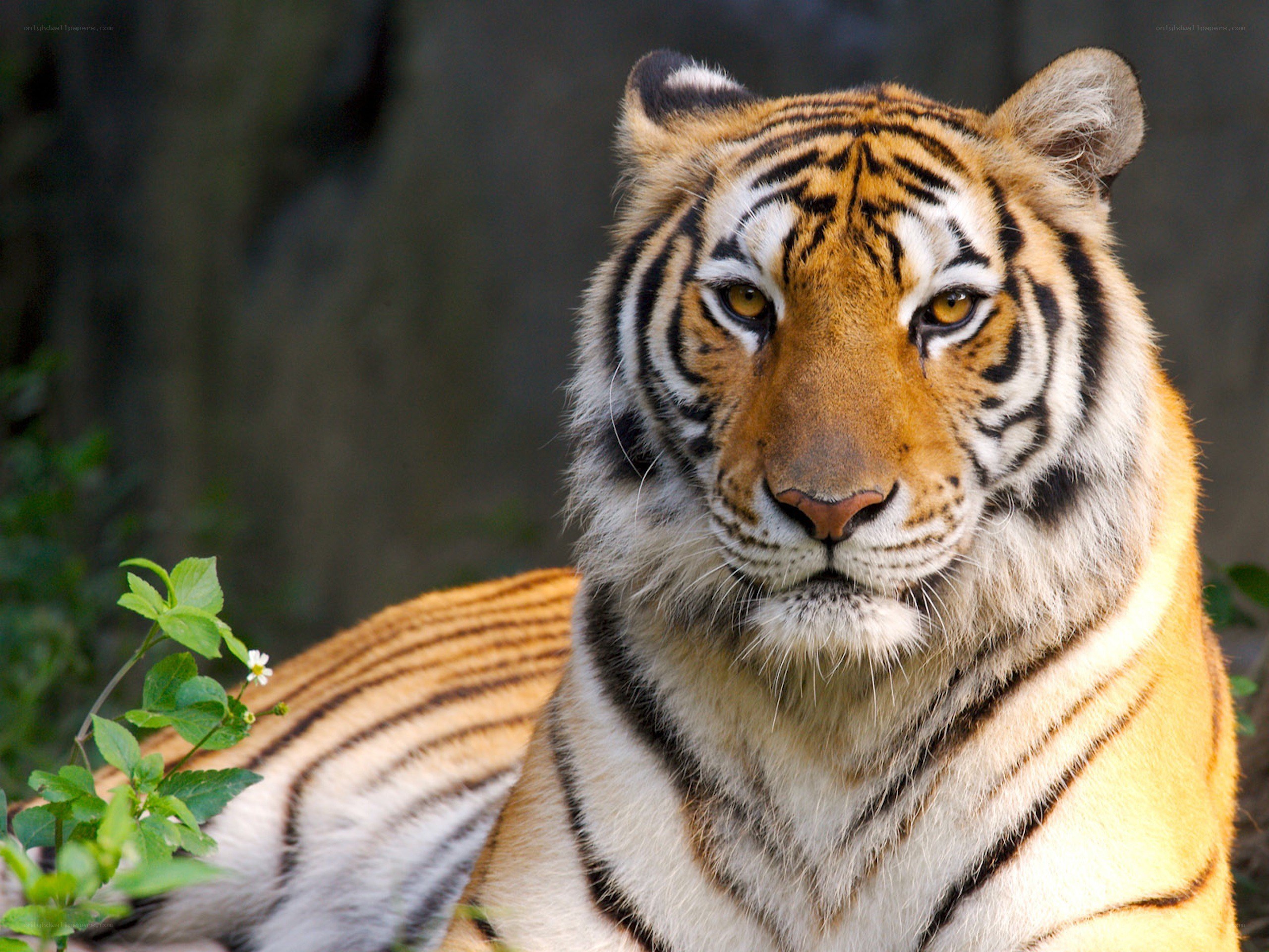 tiger in the wild