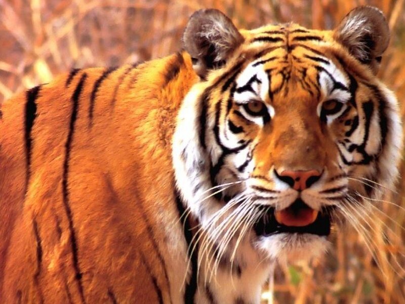 tiger in the wild