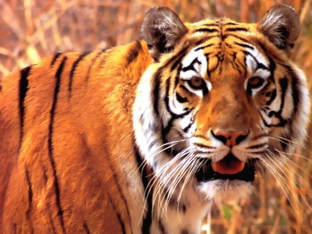 tiger in the wild