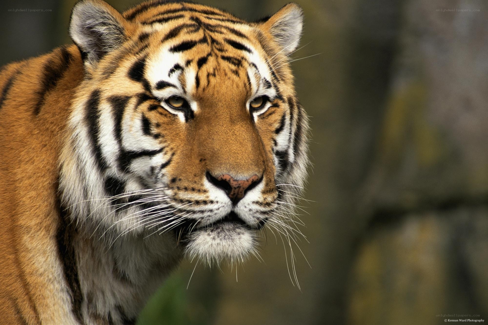 tiger in the wild