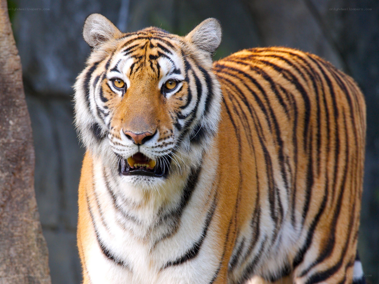 tiger in the wild