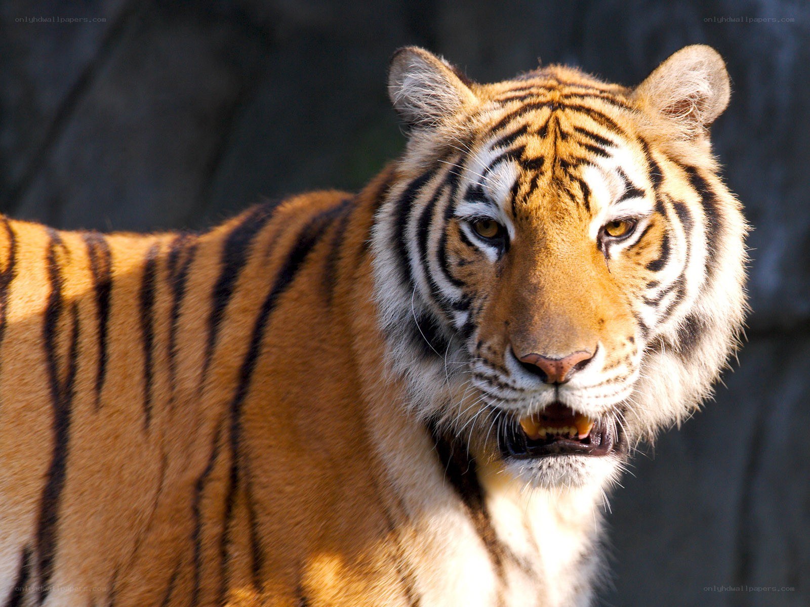 tiger in the wild