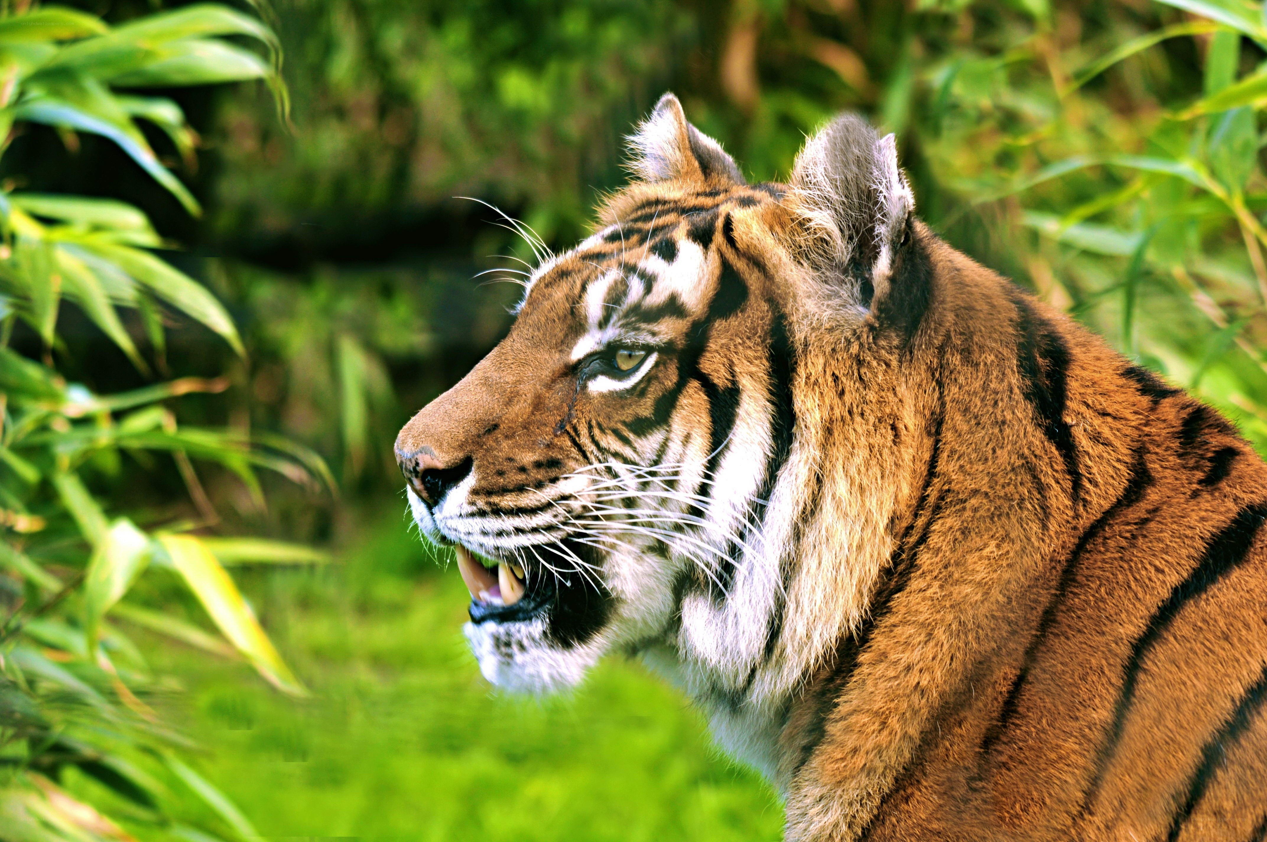 tiger in the wild