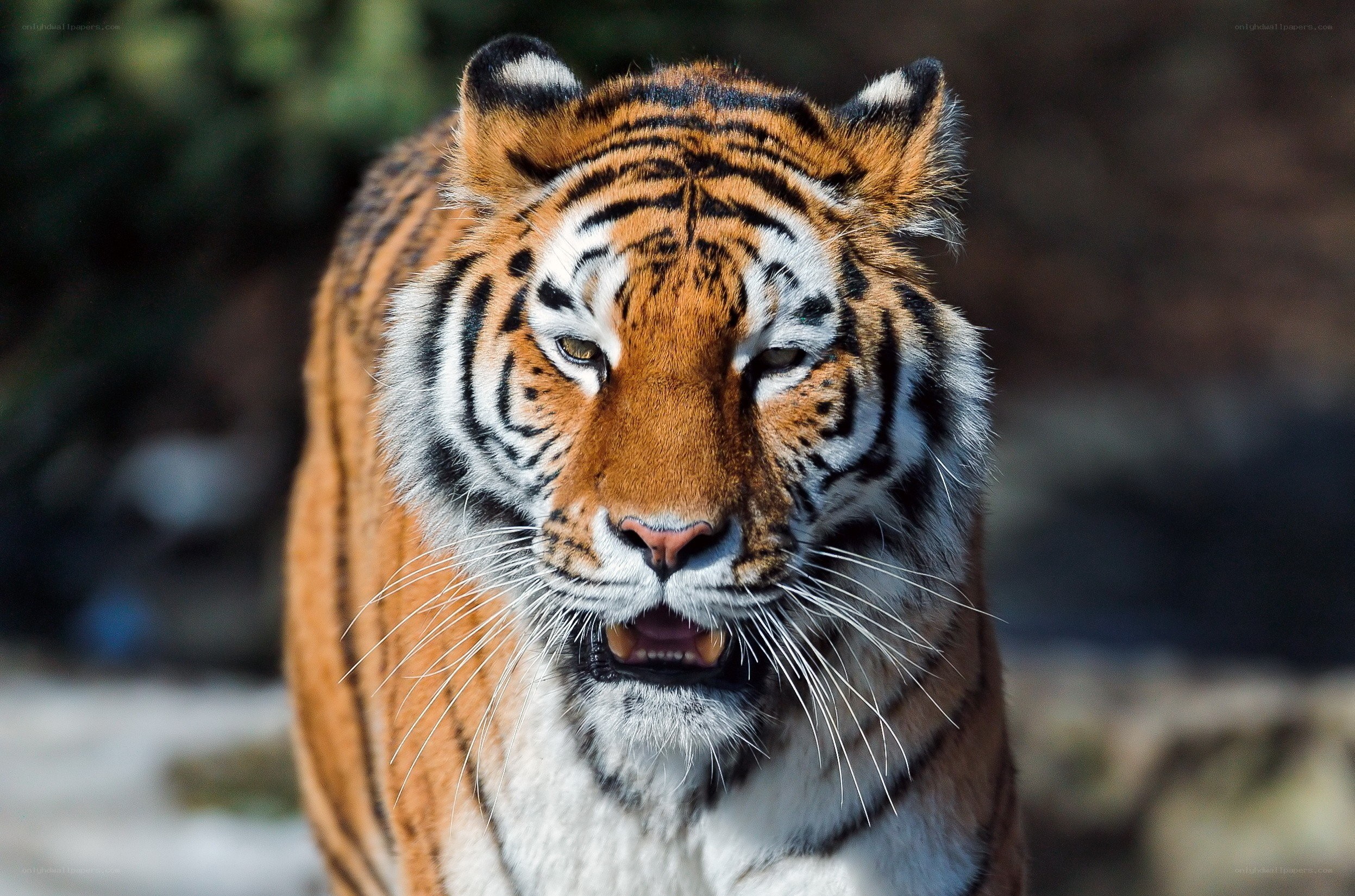 Tiger in the wild