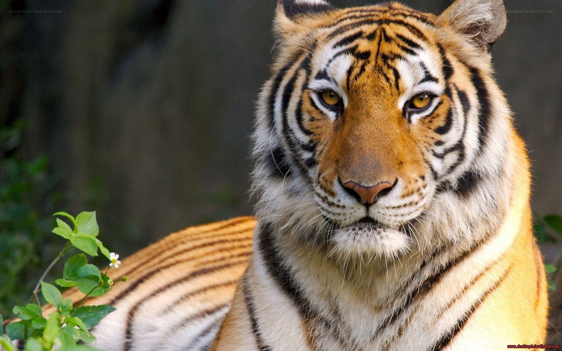 tiger in the wild