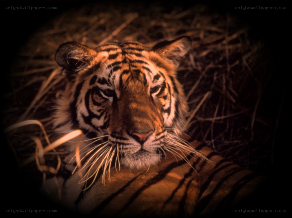 tiger in the wild