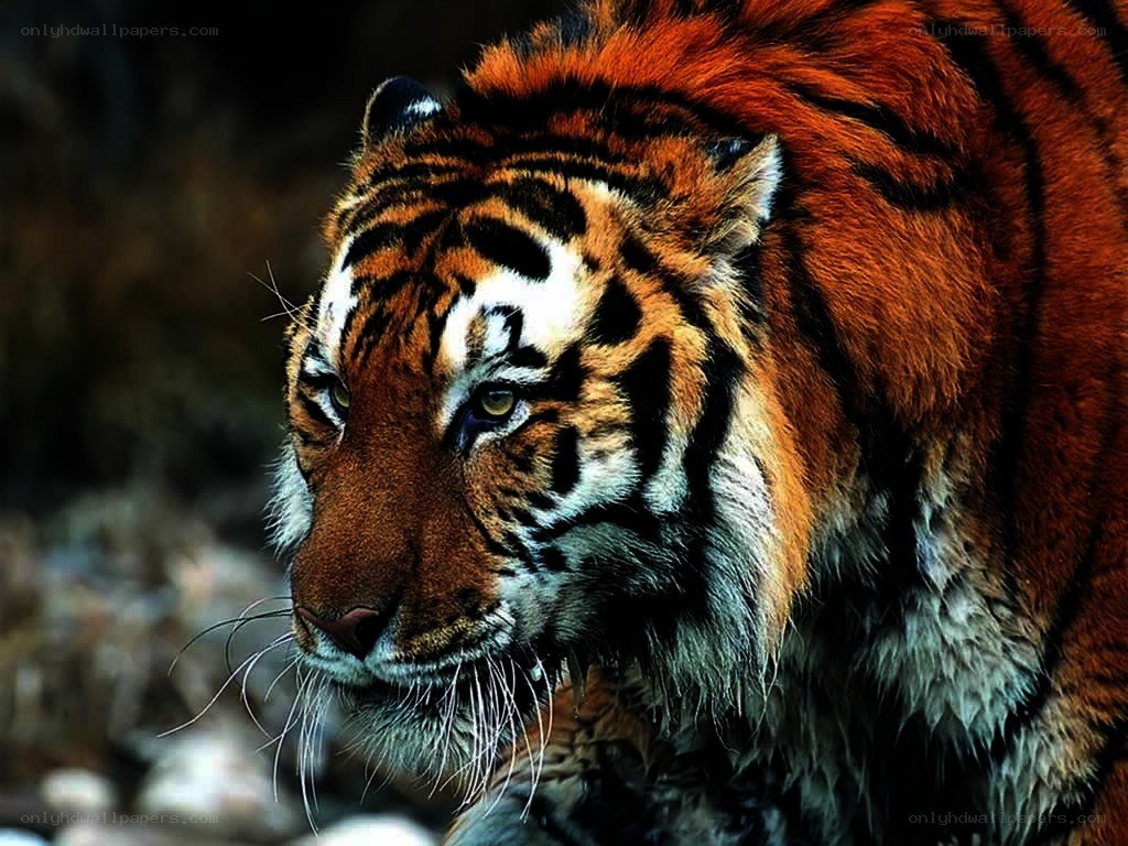 tiger in the wild