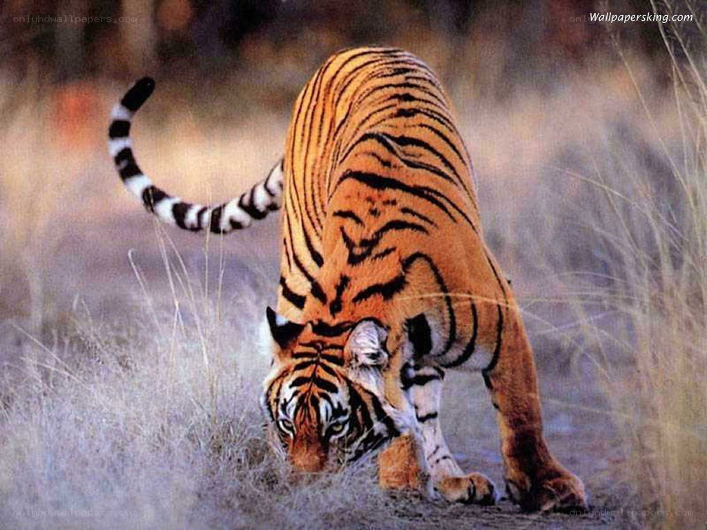 tiger in the wild