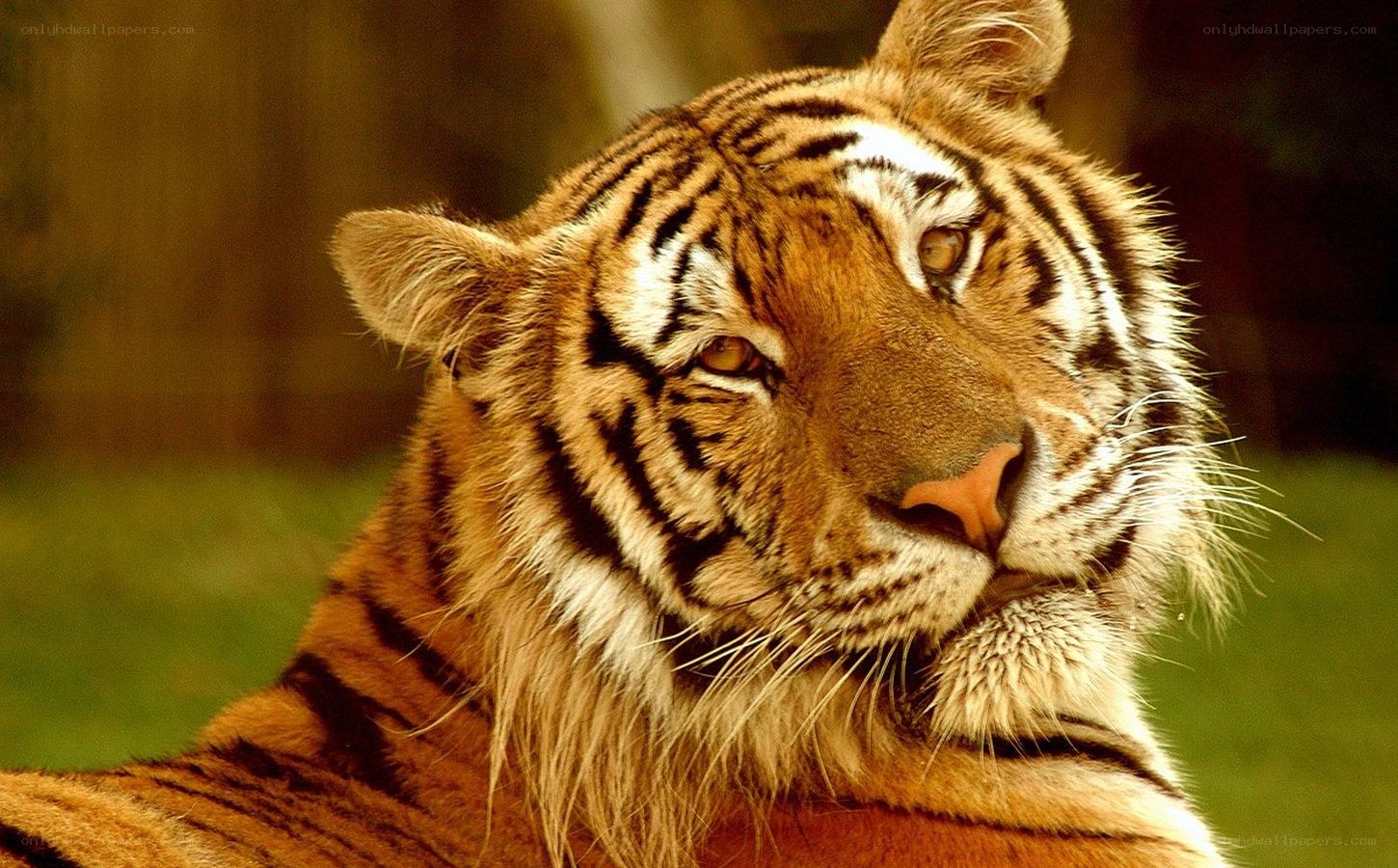 tiger in the wild
