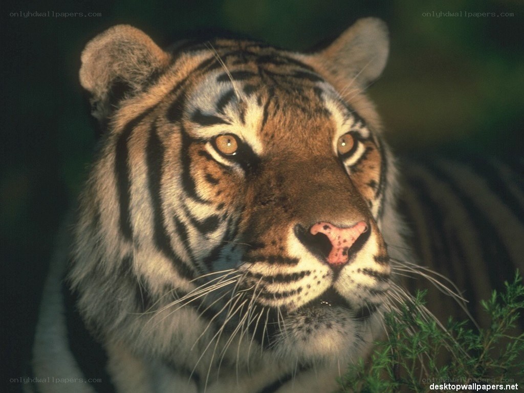 tiger in the wild