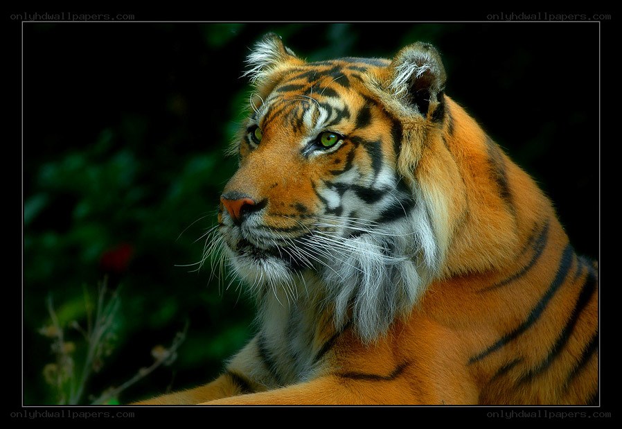 tiger in the wild