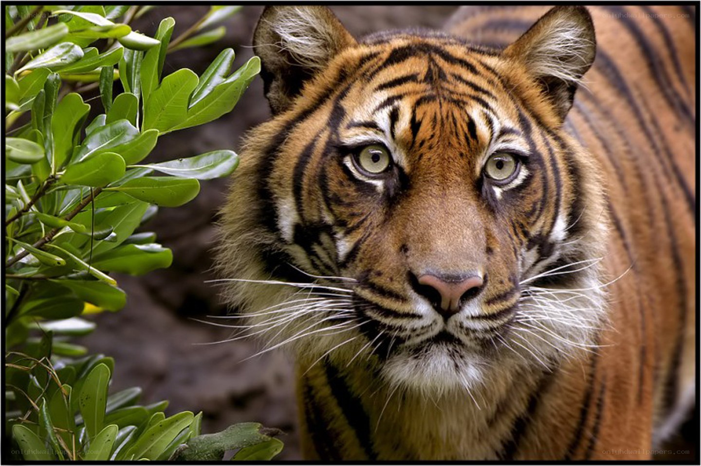 tiger in the wild