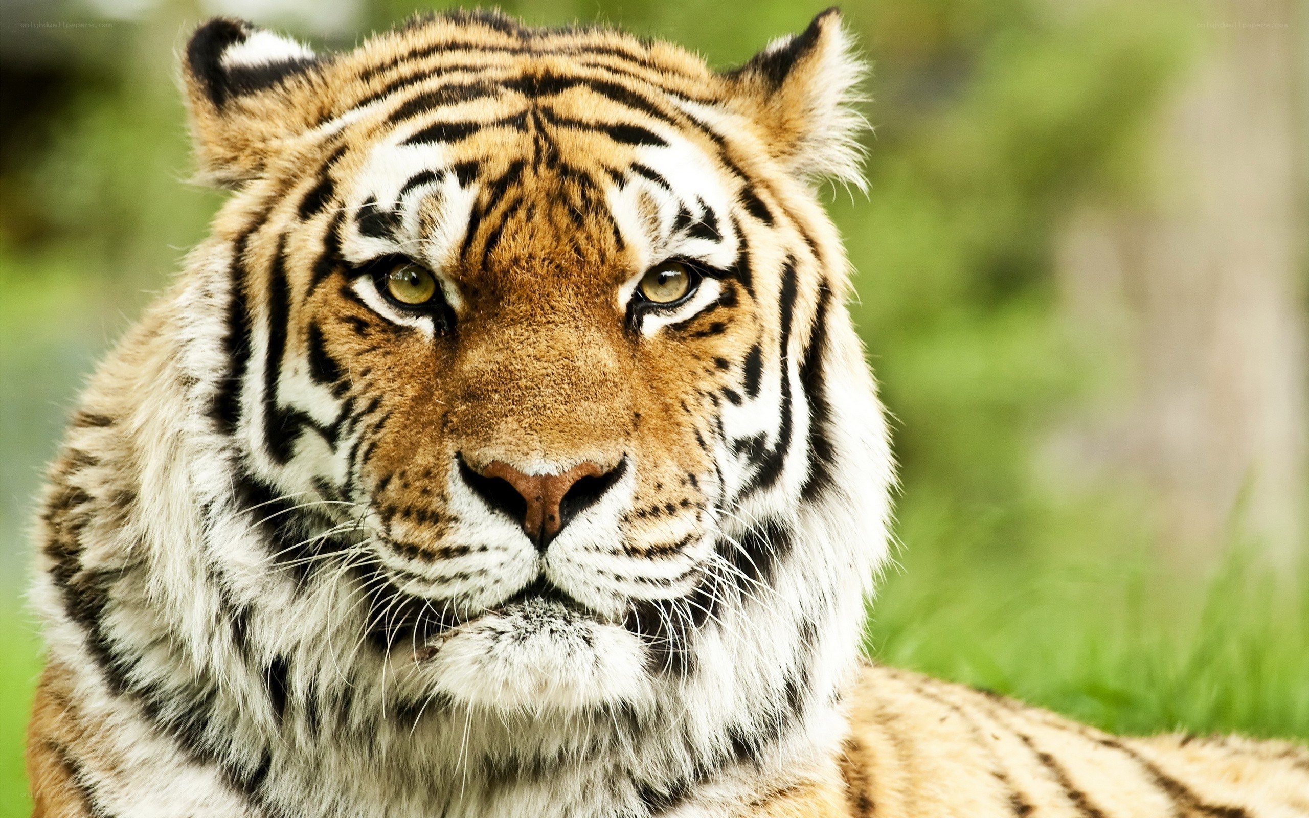 tiger in the wild