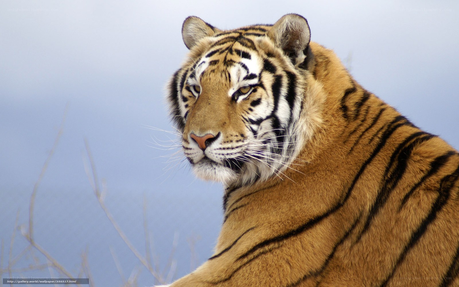 tiger in the wild