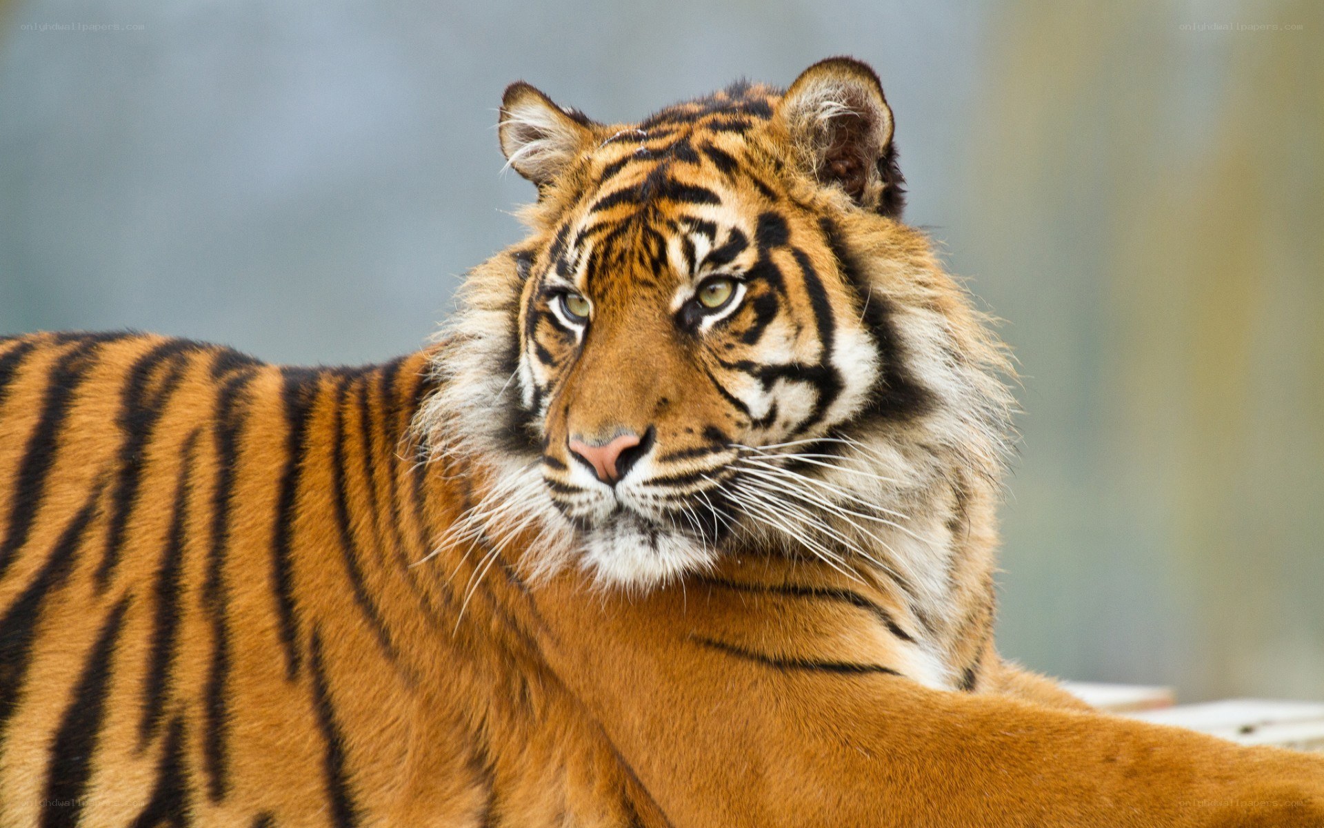 tiger in the wild
