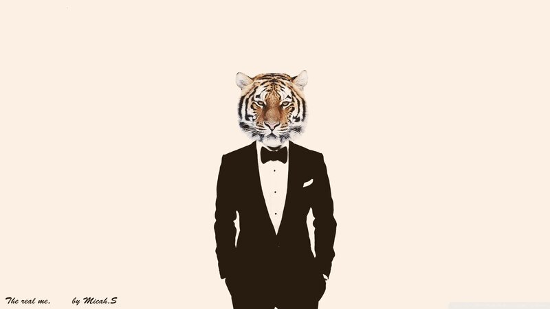 Tiger in Tuxedo — Black